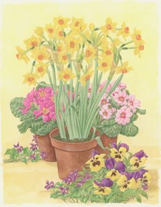 Potter med vårblomster, 2003 (wc på papir)